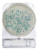 Compact Dry CF-coliform meghatározásához