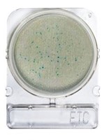 Compact Dry ETC-enterococcus spp. meghatározásához
