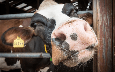 Megjelent a „Szarvasmarha-, juh- és kecsketartó telepek járványvédelmi rendszereinek fejlesztése” című (KAP-RD01e-1-25 kódszámú) pályázati felhívás